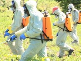 Haiti - Agriculture : Campaign against the Crypticerya genistae