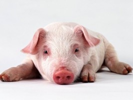 Haiti - Agriculture : A new scourge threatens Haiti