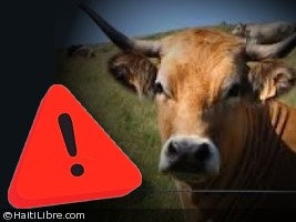 Haïti - Santé : Des cas de maladie du Charbon signalés à Petit-Goâve