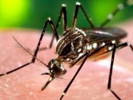 Haïti - AVIS : Système d'alerte précoce des cas suspects du virus ZIKA