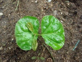 Haiti - Agriculture : The Louis G. Lamothe Foundation give high priority to Haitian coffee