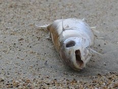 Haïti - Environnement : Le Gouvernement interdit de consommer le poisson du lac Azuéi