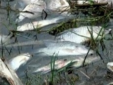 Haïti - Environnement : Le mystère du lac Azuéi bientôt résolu