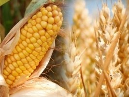 Haiti - Agriculture : Uncertain prospects for cereal production 2017