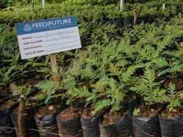 Haiti - Environment : Launch of transplantation of one million seedlings of trees