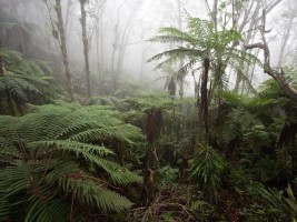 Haiti - Environment : Nature Reserve in Haiti to the UNESCO agenda