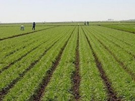 Haiti - Agriculture : Improving food security with spring harvests