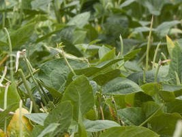 Haiti - Agriculture : «Living Barriers» face hurricanes