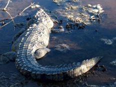 Haiti - Social : Crocodiles in the flooded areas of Thomazeau