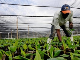 Haïti - Agriculture : APPEL à PROJETS, Programme d’aide alimentaire de l’Ambassade de France