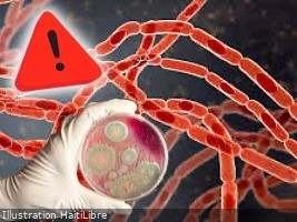 Haiti - FLASH : Livestock in many localities in the South and Southeast of the country affected by Anthrax