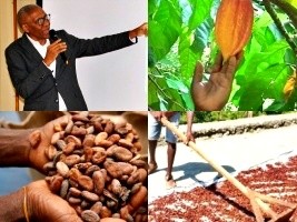 Haïti - Agriculture : Développement de la filière cacao