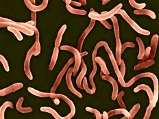 Haiti - Health : Foods from markets and in school, contamination risk factors