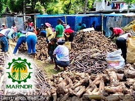 La foire d’agroforesterie en Haïti, dans la commune de Limbé, tient ses promesses 