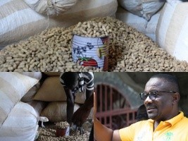 Haïti - Le Ministre de l’Agriculture renforce la production d’arachide à Durcis