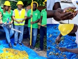 In Haiti, Collection of local seeds to support national reforestation
