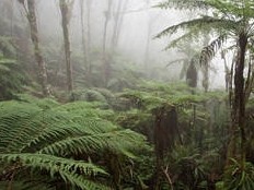Haïti - Environnement : 25 jeunes suivent un séminaire sur la biodiversité