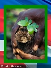 Haiti - Environment : Launch of the reforestation campaign of the island