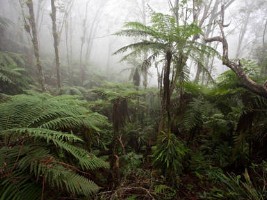 Haiti - Environment : $9MM grant for the protection of the Macaya National Park