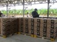 Haiti - Economy : Haiti again banana exporter